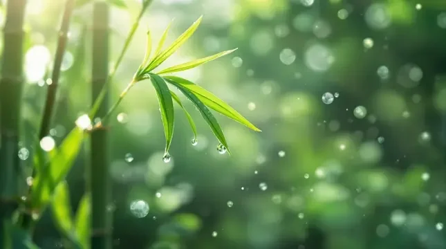 晨光微露 - 小岛电影竹影清风影像