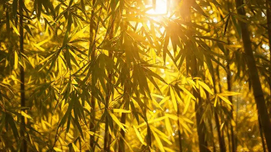 叠翠流金 - 小岛电影热播榜单 叠翠流金 - 小岛电影热播榜单
